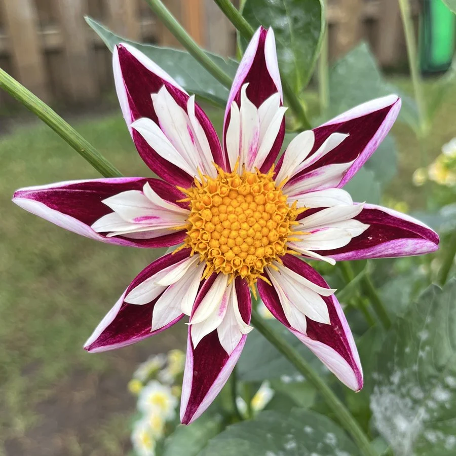 EJ's #41 dahlia — RiversDahlias.com